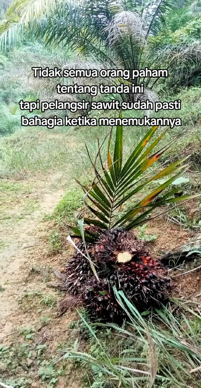 #fypシ゚ #kulisawit🌴 #strorysawit🌴🌴 #kulitojok59 