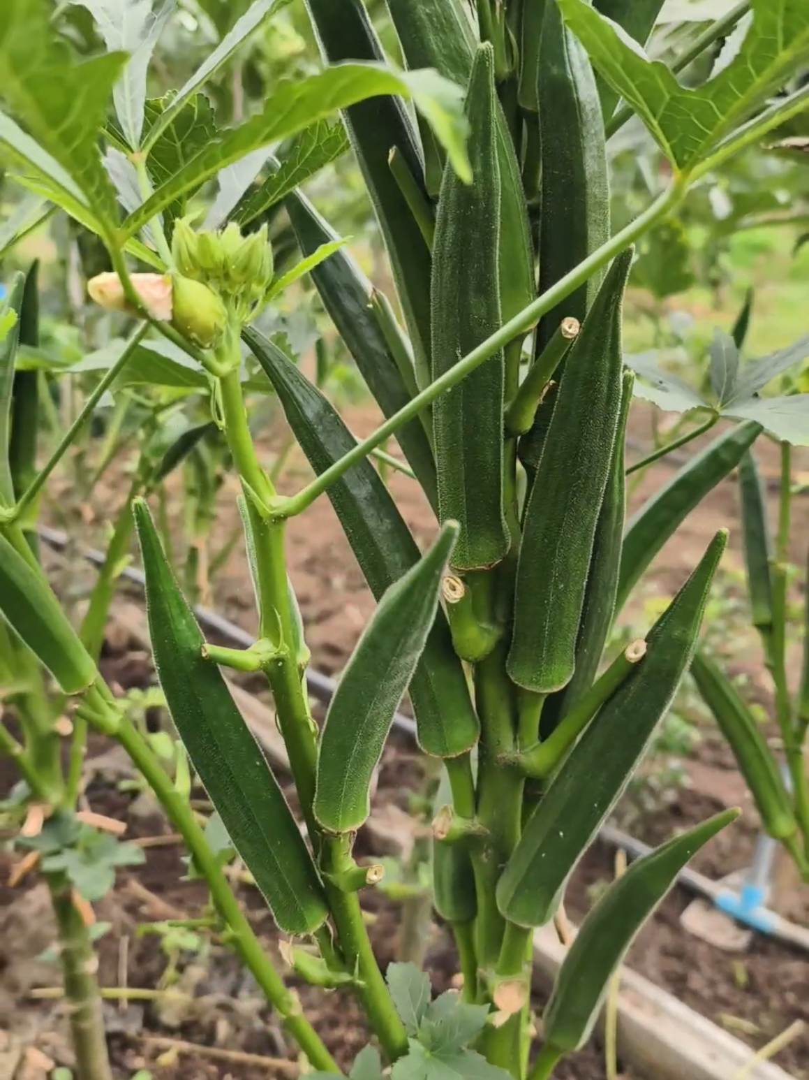 กระเจี๊ยบเขียวลูกดกจริงๆ#เทรนด์วันนี้ #yearfarm #กระเจี๊ยบเขียว #เกษตรกร 