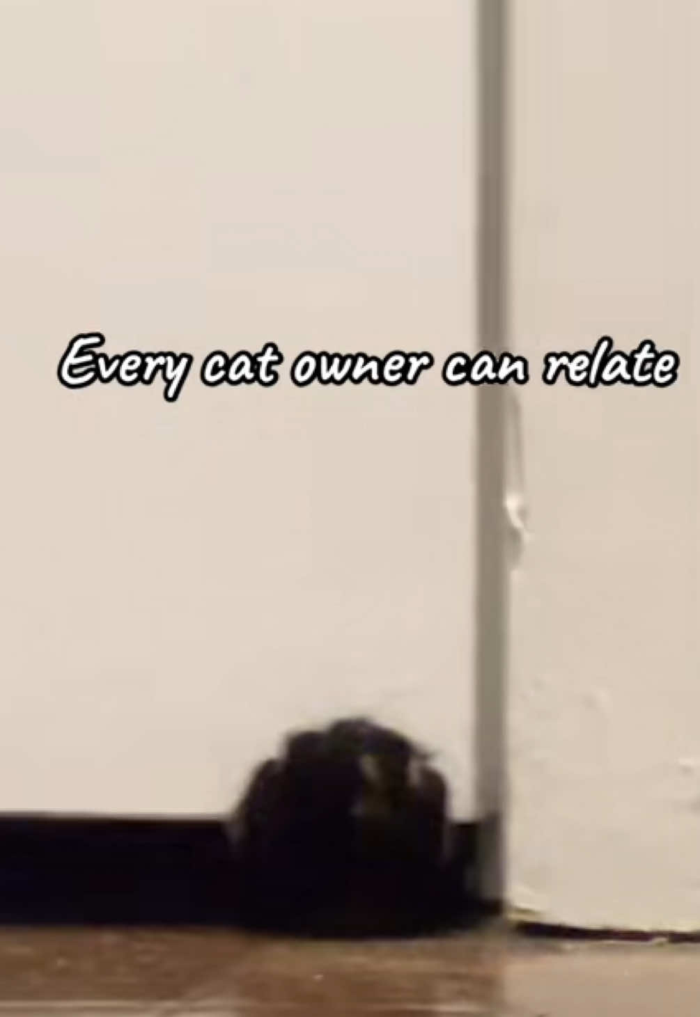 #cat #catvideos #catsoftiktok 