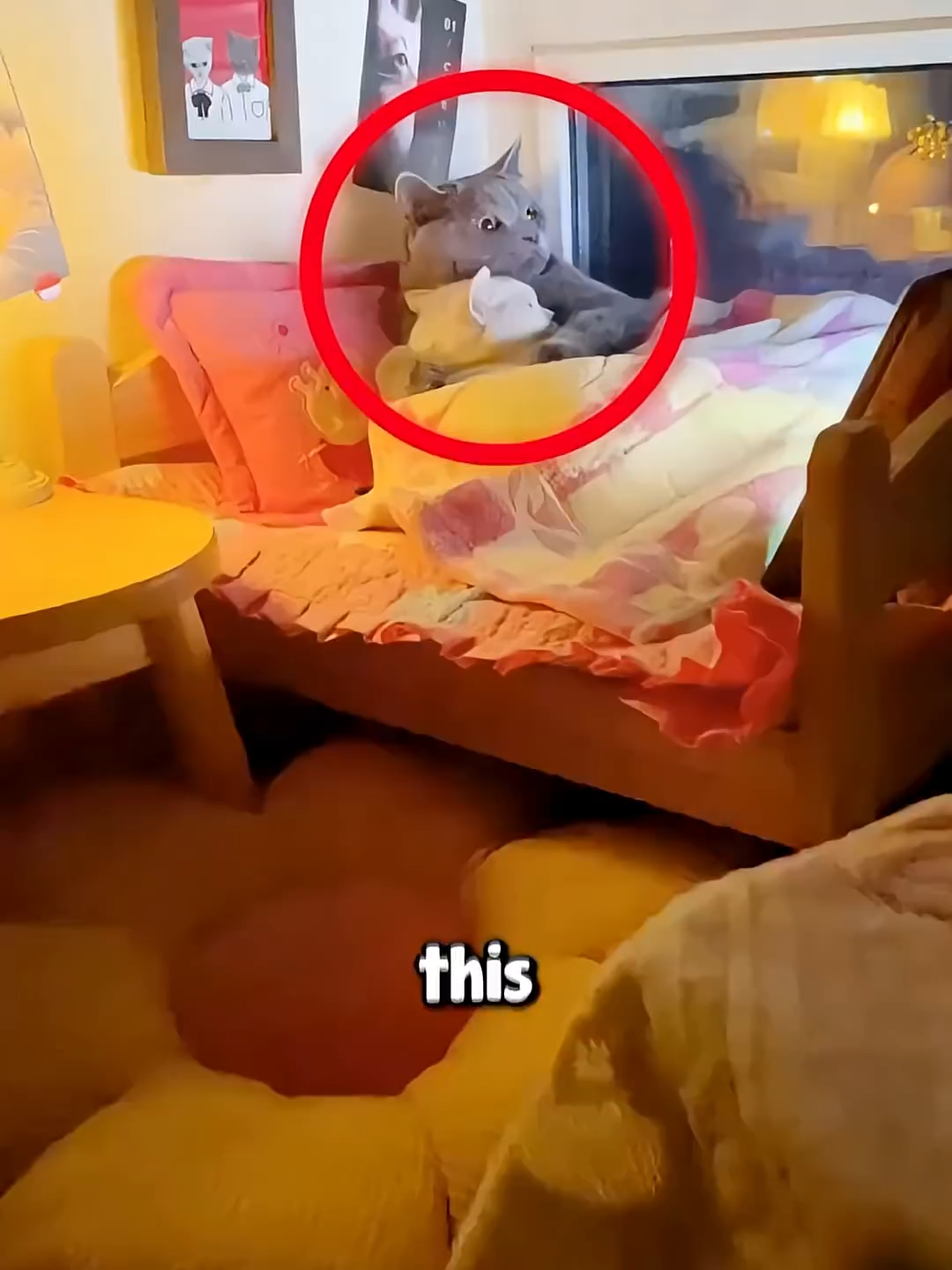 The Cutest Cat Couple 🥰 #storytelling #funnyanimals #cat #kitten #catsoftiktok #animals #petlover