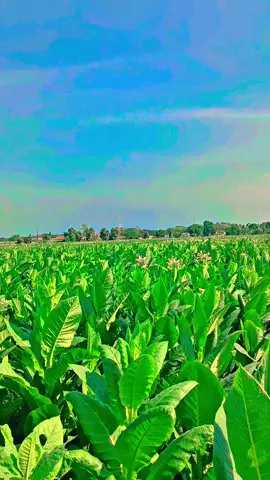 #tembakau #jawatimur #petaniindonesia🇮🇩🇮🇩🇮🇩🌿🌿 