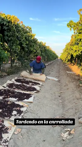 #campesinatrabajadora👩‍🌾 #fypシ #trabajo#campo#viralvideo 