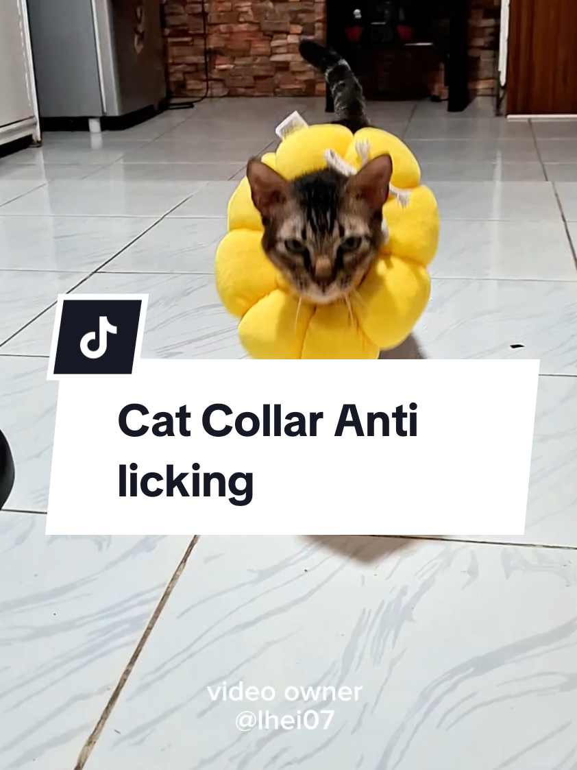 SUNFLOWER ELIZABETH RING COLLAR FOR CATS Anti licking cat neckband #elizabethcollar #catcollar #antilickingcollar #catlover 