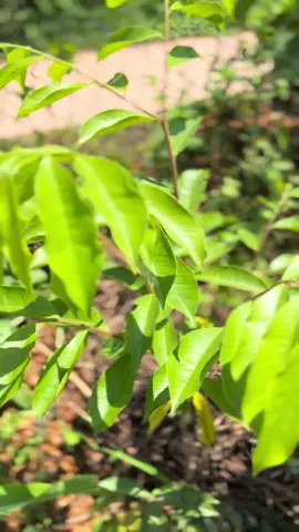 Cây ghép kỳ hải nam tâm dầu là dòng kỳ hải nam tạo trầm mà không cần khoan. Có thể khai thác trầm sau 5-7 năm trồng #reivn #rei #kyhainam #kyhainamghep #kyhainamtamdau 