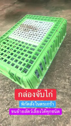 กล่องจับไก่#แทรนวันนี้#ไก่ #ไก่ชน #ลูกหมู #เกษตรกร 