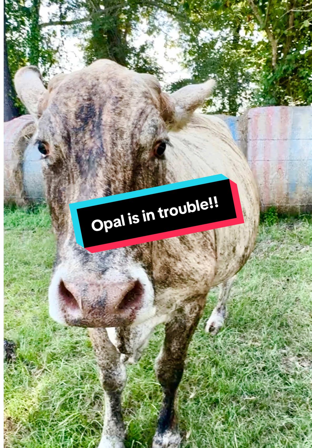 Opal doesn’t get into trouble as much since she has been a mother, but it doesn’t stop her from doing what she wants to do! I can’t cover up pushing through a barbed wire fence to eat rolled hay! 😬🫣😳#cows #farmlife #cattlefarm #OhNo #Opal  