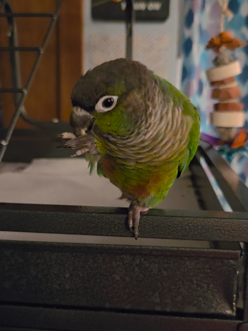 My favorite trick I've taught Archie so far...Bob! #greencheekconure #parrot #bird #birdsoftiktok #tricks #training #birdtricks #bob