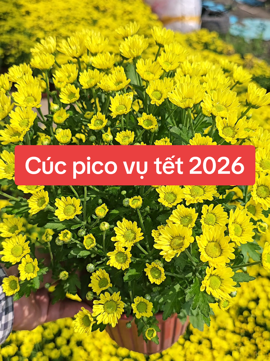 Cây giống cúc pico vụ tết 2026 #caygiong #cucpico #caygiongcucpico 