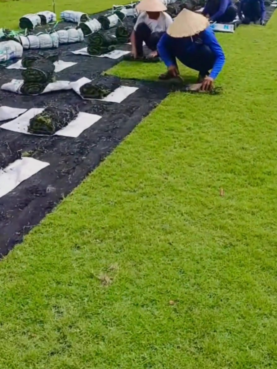 #CapCut  cỏ nhung nhật đây anh chị em ơi ,phục vụ anh chị em xa gần #trangtrisanvuon #conhungnhat #atraisayhi 