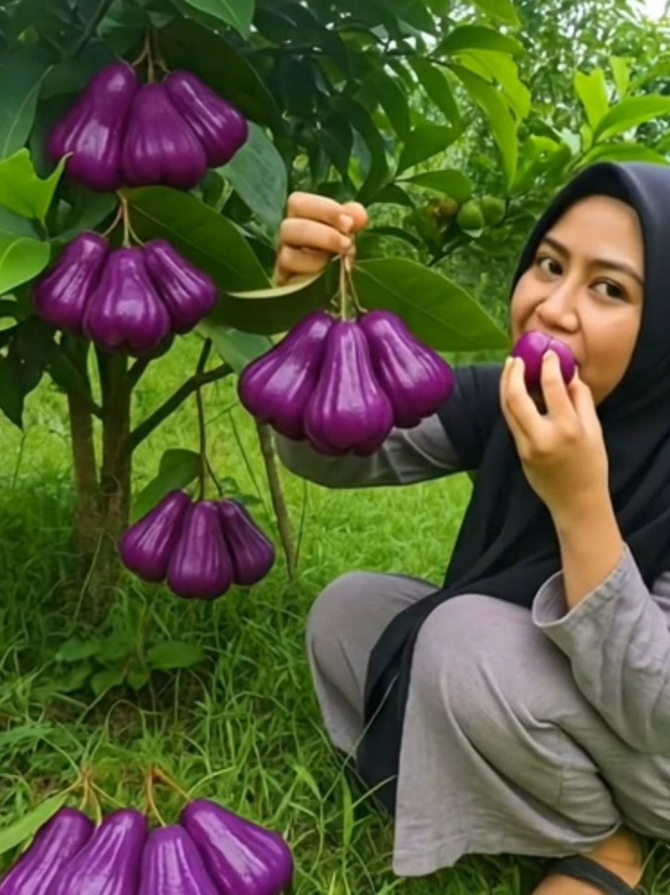 “Pernah lihat jambu air warna ungu? Unik, cantik, dan bisa ditanam di rumah loh #jambuairungu #bibittanaman #bibitjambuair #jambuaircitra #jualbibitmurah 