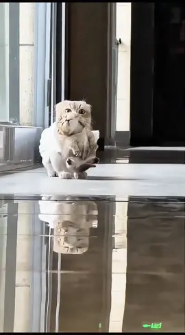 #fyp #funny #cute #cat 