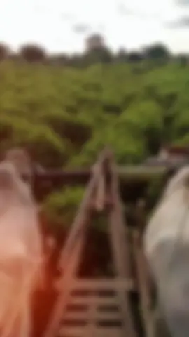 #camear 