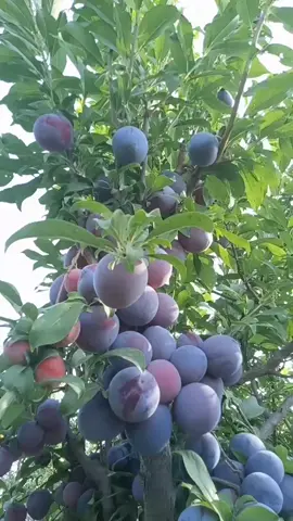 #like😘😘😘😘😘♥️♥️ #pageforyou_🔥 #republicadominicana #@Peer_sami_302 @🚭➳SAID GURBAZ᭄ 🚭 @ishaq301 