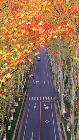 Đại Lộ Nam Kinh - Đại lộ cây Ngô đồng vào mùa thu #seoultravel #Namkinh #Thuonghai 