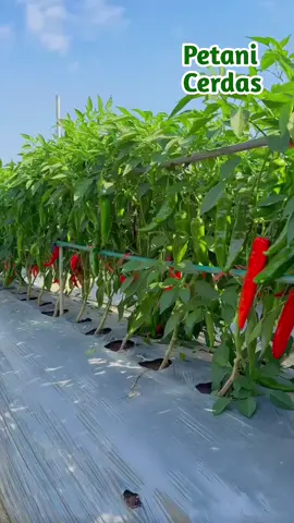 Cabe ini yang banyak di budidayakan di china ##berkebun #viral #petani #cabe
