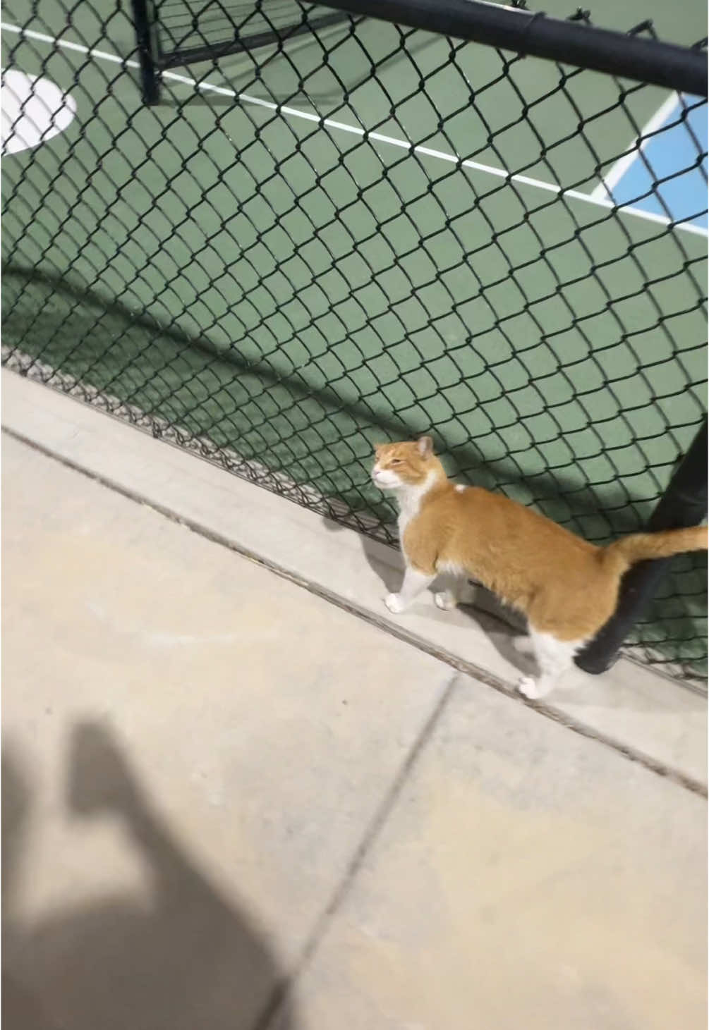 adventure (twitch ooxavi) #cat #utah #pickleball #twitch #streamer #irl #3man 