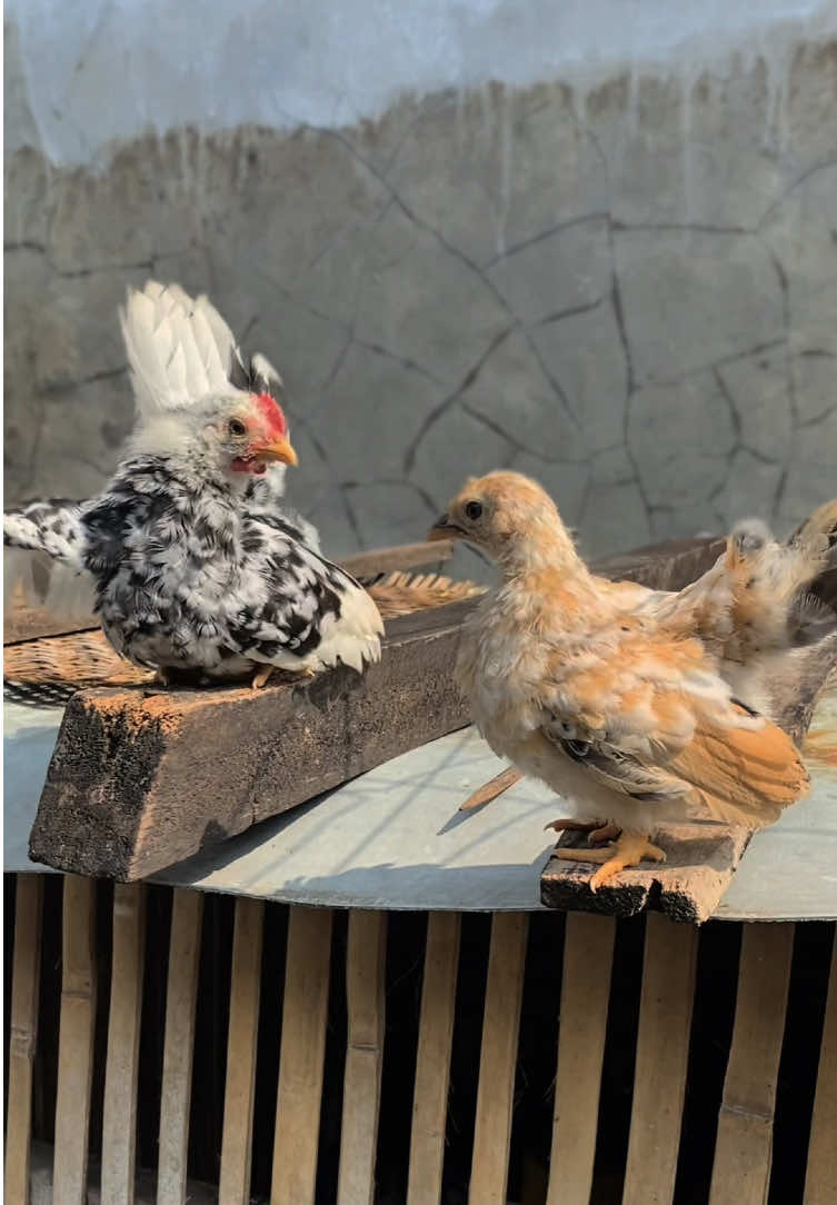 sepasang anak ayam kate warna blorok. #anakayam #ayamkate #bantamchicken #ayamhias #cinematic 