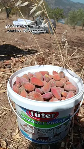 gelemem çünkü bensiz bir halt beceremiyor😂