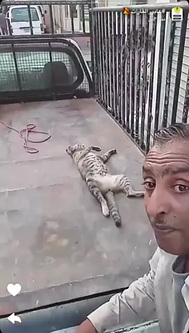 #عمان #البحرين #الشعب_الصيني_ماله_حل😂😂 #عابر_القارات🔕 #cats 