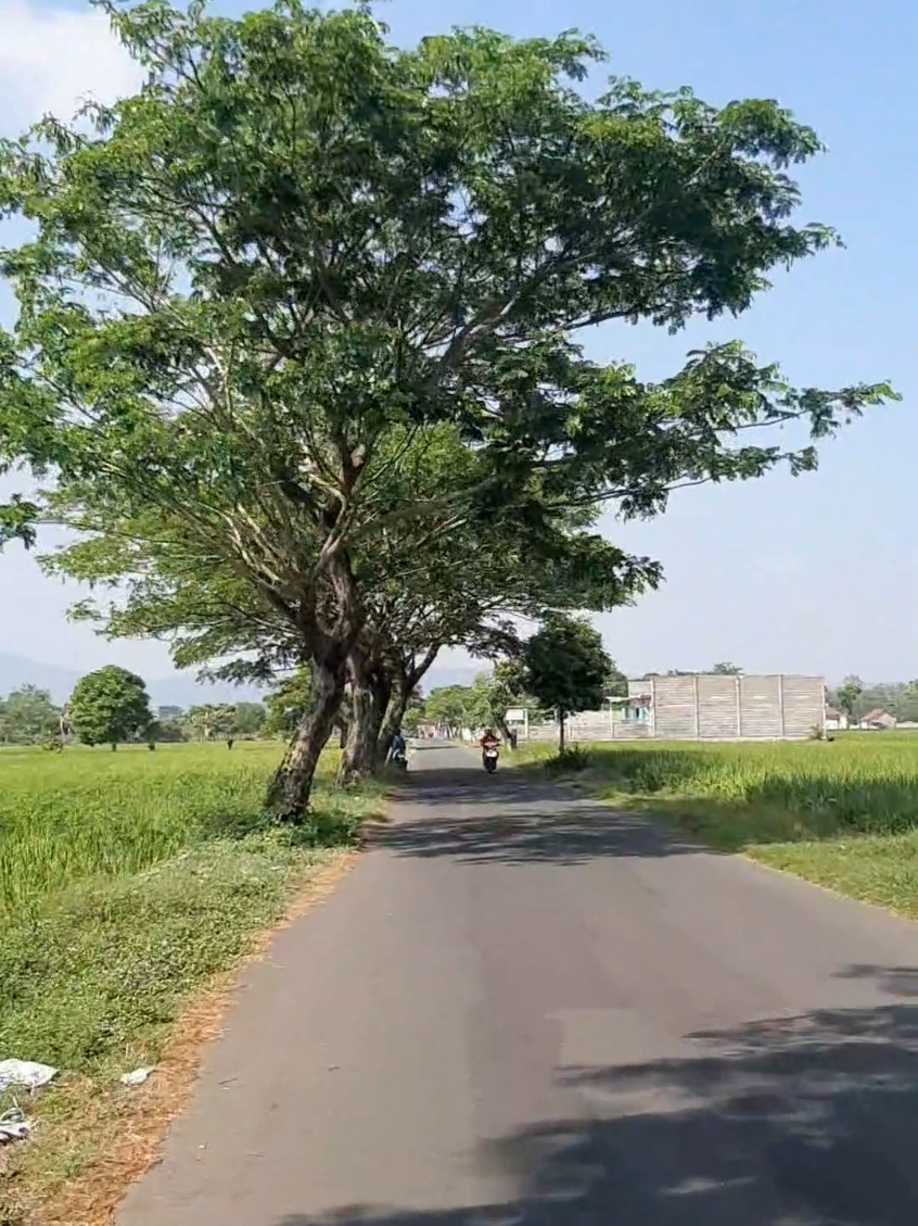 Nek no Solo sekitar wit trembesi, nek no jogja sekitar munggur, enek jeneng liane ora lurrr? #sukoharjo #jalansukoharjo #pohonrindang #pohontrembesi #fypppppppppppppppppppppppppppppppppppppp 