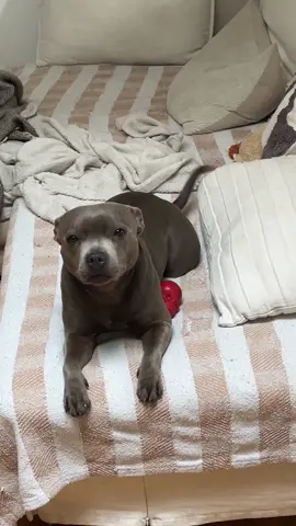 #staffordshirebullterrier #fyp 