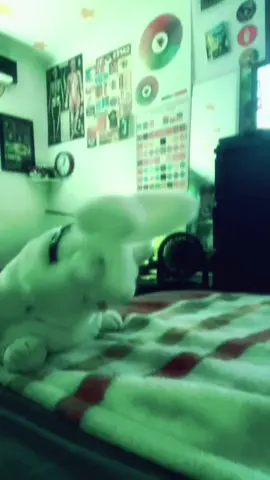 custer - slipknot  ★ #slipknot #bunny #fyp #metal #numetal #slipknotforever #puppet 