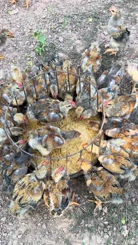 Mùa nuôi K9 tới rồi đây bà con#xuhuong #channuoiga #ducngocvet 