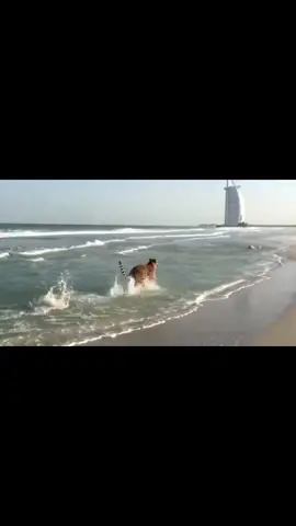 Tigers playing near burj al Arab #fyp #explore #xzycba #dubai #tiger