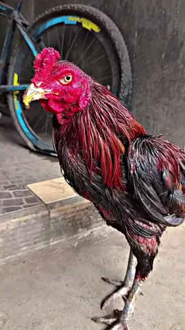 Pov: bar oleh beldosan😆  #fyp #ayammangonsuper #ayammangon #hobiayambangakok🐓 #ayambangkoksuper 
