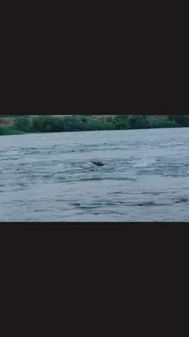 سبح عكس الروج 🏊‍♀️#سباحين @غزوان السباح @حسين السباح @عمر السباح 🏊‍♂️ @♯̶سـَِيوفي🚩⤹. @احمد الحوت #موصل_العراق_ #الموصل_دهوك_اربيل_بغداد_كركوك #الخليج_العربي_اردن_عمان_مصر_تونس_المغرب #الشعب_الصيني_ماله_حل😂✌️ 