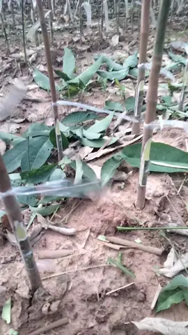 #ເຮັັດເອງຂາຍເອງ #ຢາກປິດການມອງເຫັນຂ້ອຍເດີ🥰☺️🥀 