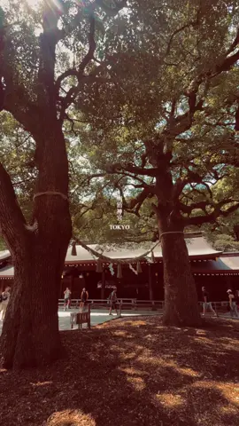 たとえ他人よりも遅れをとろうとも、正しき道を踏み外してはならない　 #fyp #japan #jinja #神社 #TOKYO 