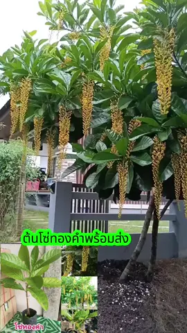 #เทรนด์วันนี้ #ต้นโซ่ทองคำ#พันธุ์ไม้ทุกชนิด #ไม้มงคล #ไม้ดอกไม้ประดับ 