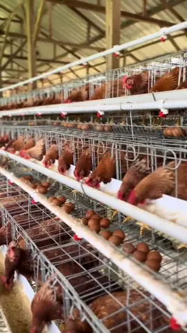 solusi untuk ayam petelur yang tiba tiba lesu nafsu makan jadi kurang ini solusinya#vitaminayam #ayampetelur #pakanayampetelur #peternakayampetelur #peternakayampetelurpemula 