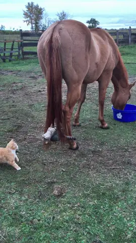 Cat and horse❤️❤️ #catsoftiktok  #fyp  #foryoupage  #funnycats  #cutecat  