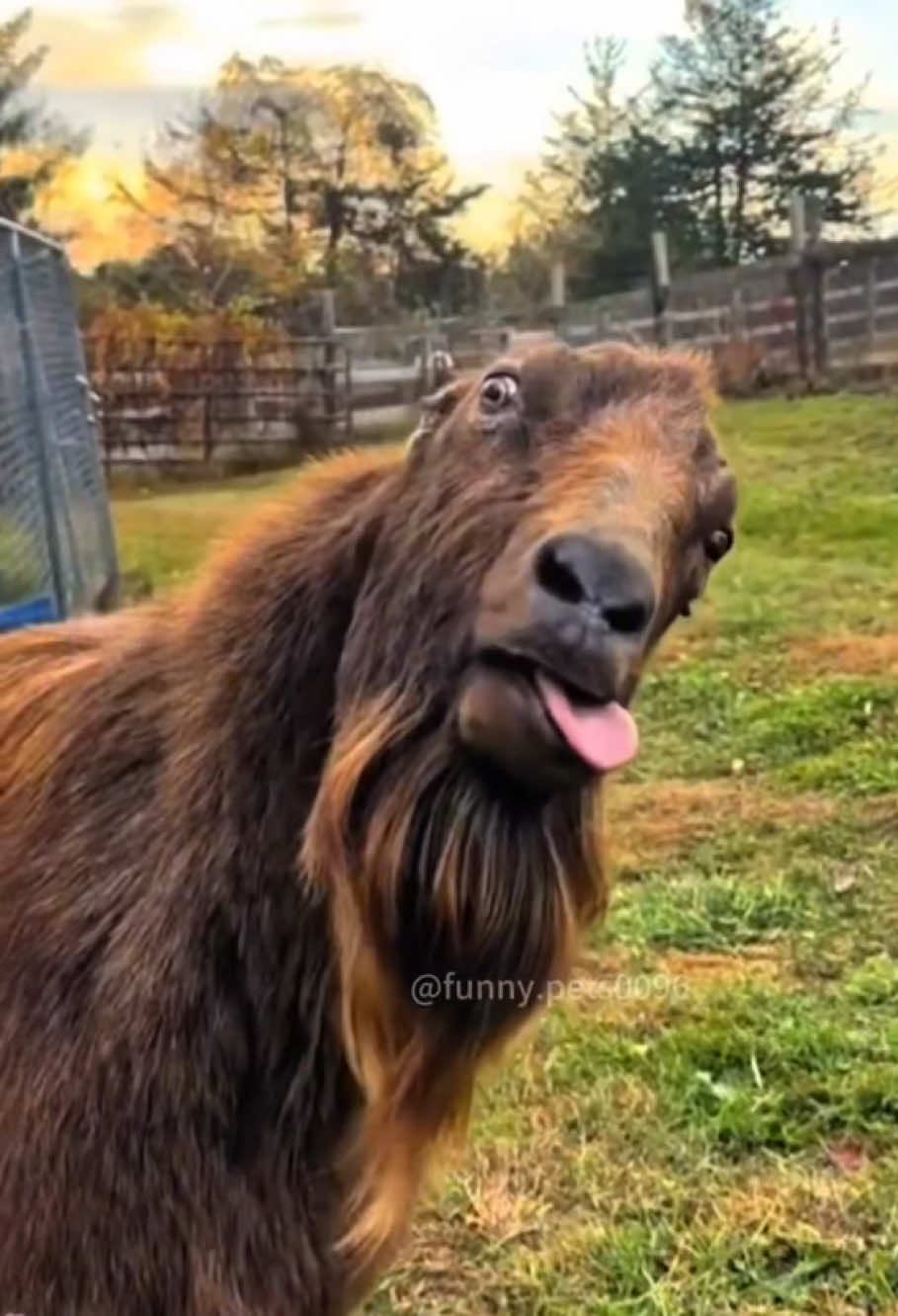 Funny and cute little goat#happy#funny#fyp#cute#baby