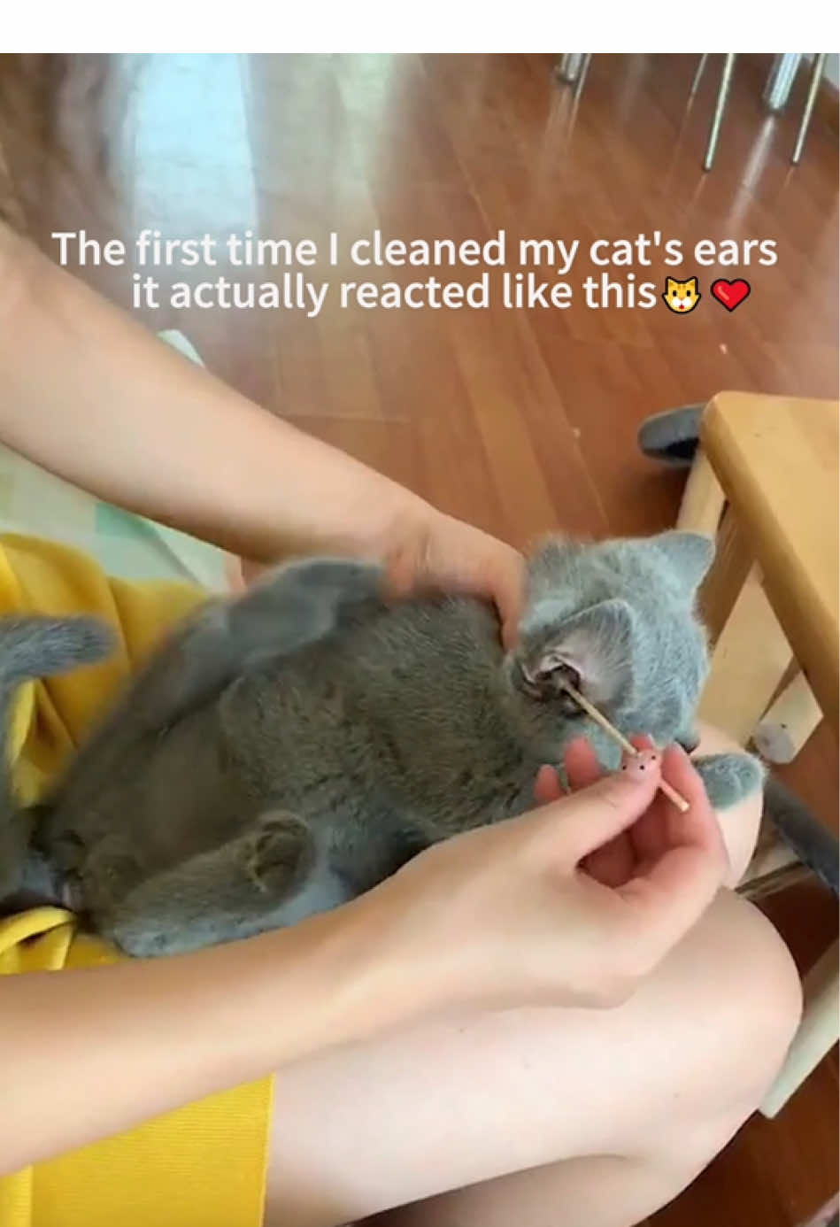 Gentle ear clean =Happy cat. It’s worth it!😁🐈#catlover #bonding #petgrooming #catlife #fyp 