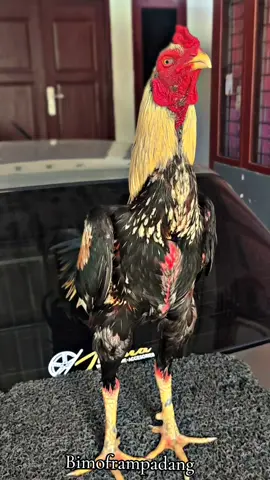 Absen Sore Jalak Emas Bosku, Merah Merona Sekali 🥰😍🏆🐓#CapCut #ayambangkokindinesia #ayambangkoksumbar #ayambangkokpadang #fyp 
