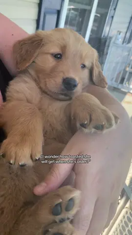 Burnt to perfection! Let’s hear it for the red goldens 🫶 #goldenretriever #dogmomlife 