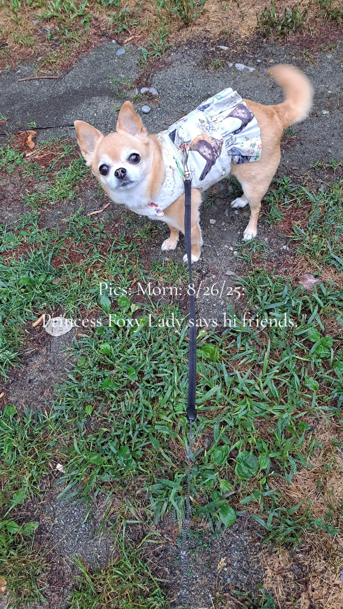 Pics: A.T.M. Live: Morn: 8/26/25:  We are visiting with the Adorables Zoo Animals this morning. We have good attitudes. We know what we are capable of doing. And we are motivated to have a good day today. 