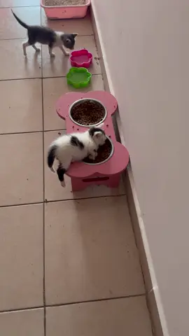 Kitten sleeping #funny #cat #funnycat #cutecat #tiktok #catsoftiktok #fouryou 