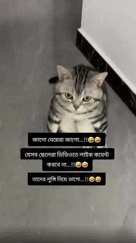 বিড়ালের ফানি ভিডিও 