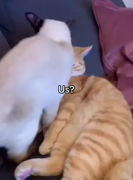 What do you mean me and him cant be 2 cats cuddled up :( #bf #Love #fyp #viral #iloveyou 