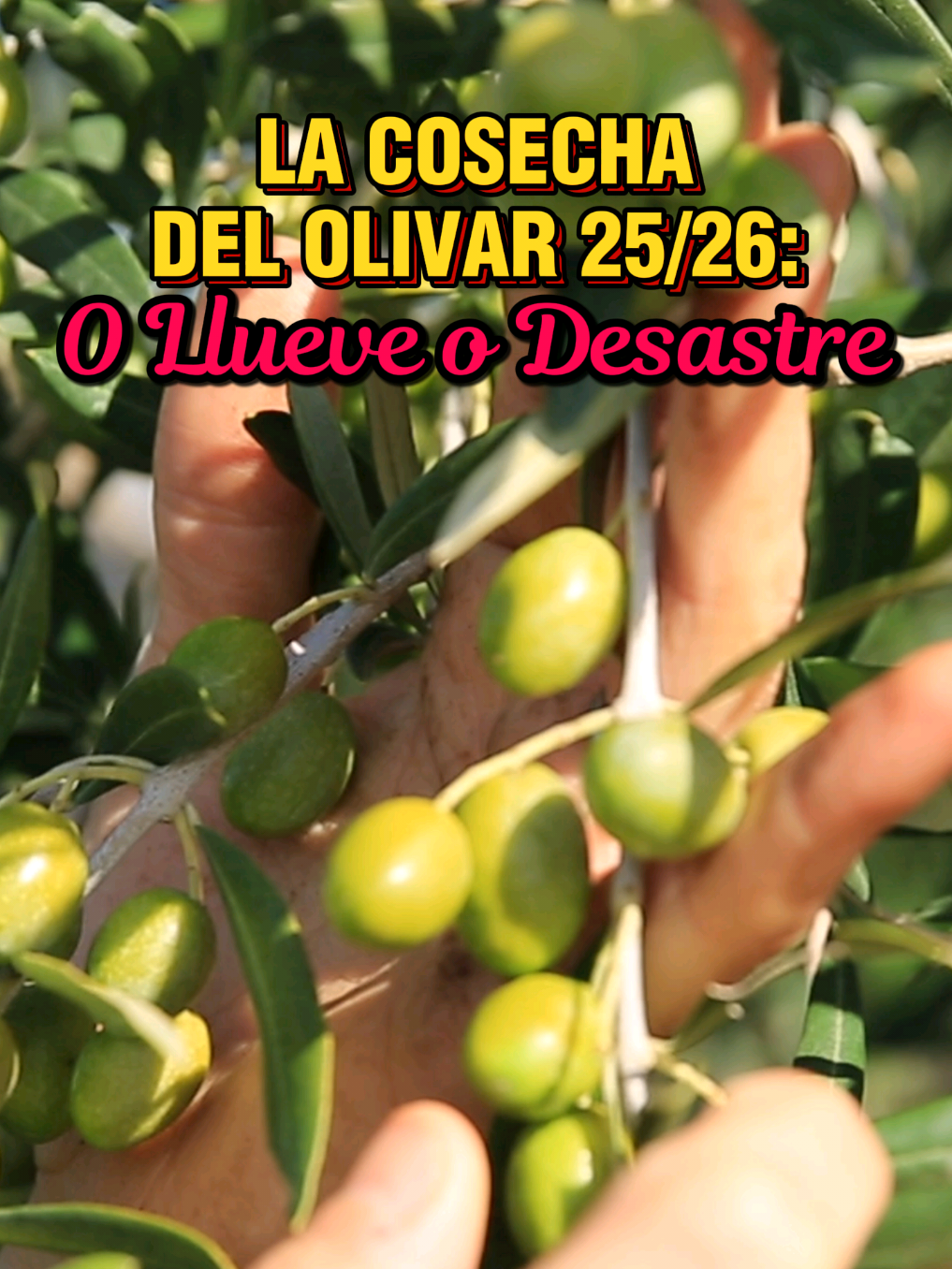 Con la ola de calor tan intensa en España, el olivar espera que septiembre llegue húmedo para apuntalar la que iba a ser una buena cosecha de aceitunas.⁣ ⁣ #cosecha #aceitedeoliva #tecuentodap #directoalpaladar 