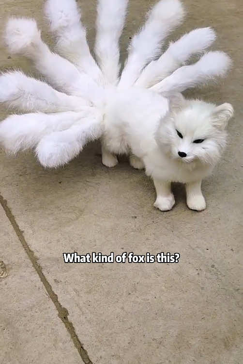 What kind of fox is this? #usa #usa_tiktok #popular #animals #america #viral 