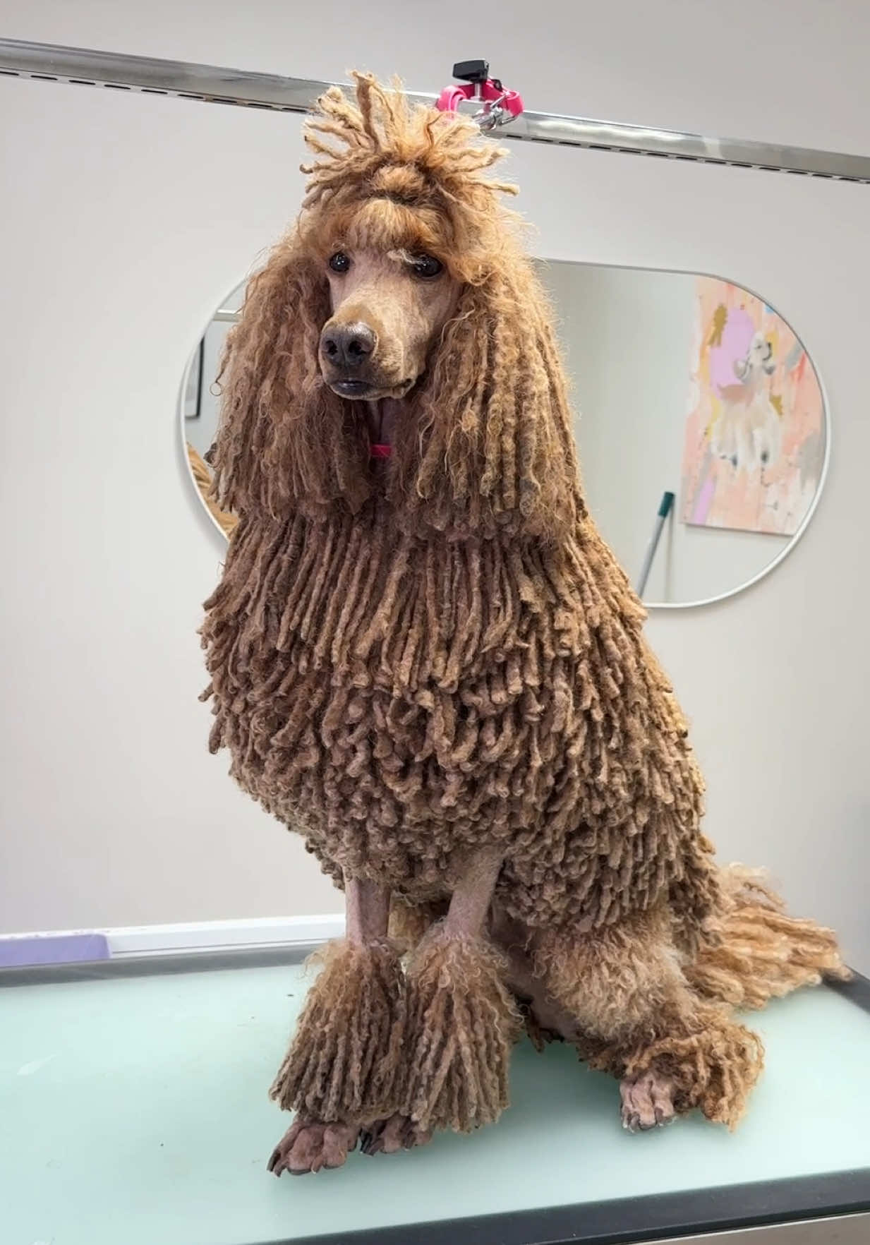 Ever wondered how to groom a corded poodle? 4 hours in under 3 minutes. ✂️🐾🫶🏻 #cordedpoodle #standardpoodle #poodle #dogtok #doggroomer #doggrooming #furryfriends #dogsoftiktok #doggroom #asmr #poodlesoftiktok #poodlelove 