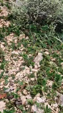 #الانتشار_السريع #CapCut #🥺🥺🥺🥺🥺🥺