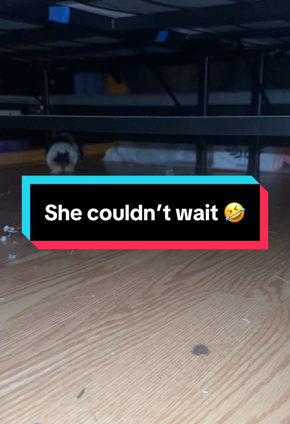 It was 6:20 in the morning and she was already on her bs the day in the life of Quincy 🤣 #quniecelee #pets #PetsOfTikTok #guineapigs #guineapigsoftiktok 