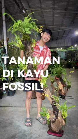 Tanaman yang tumbuh di atas kayu fosil bukan hanya sekadar hiasan, tapi juga karya seni alami. Perpaduan tekstur kayu berumur ratusan tahun dengan hijau segarnya tanaman, menciptakan nuansa elegan dan penuh cerita di setiap sudut ruangan 🌱🪵 Cocok jadi centerpiece unik yang bikin rumah makin estetik dan bernilai. #TanamanHias #KayuFosil #NaturalDecor #PlantDecor #GreenCorner     