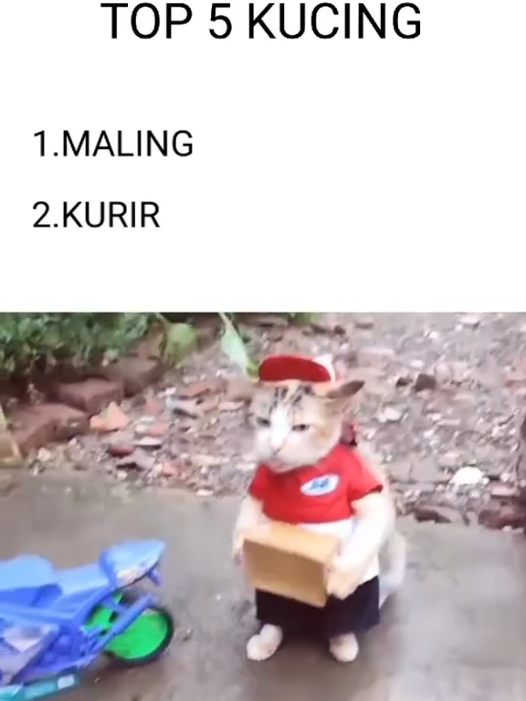 TOP 5 KUCING CORE #viral #lucu #vidioviral #trending #trendingggggggggggggggggggggggggg 